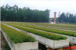 苗木繁育及種植技術介紹